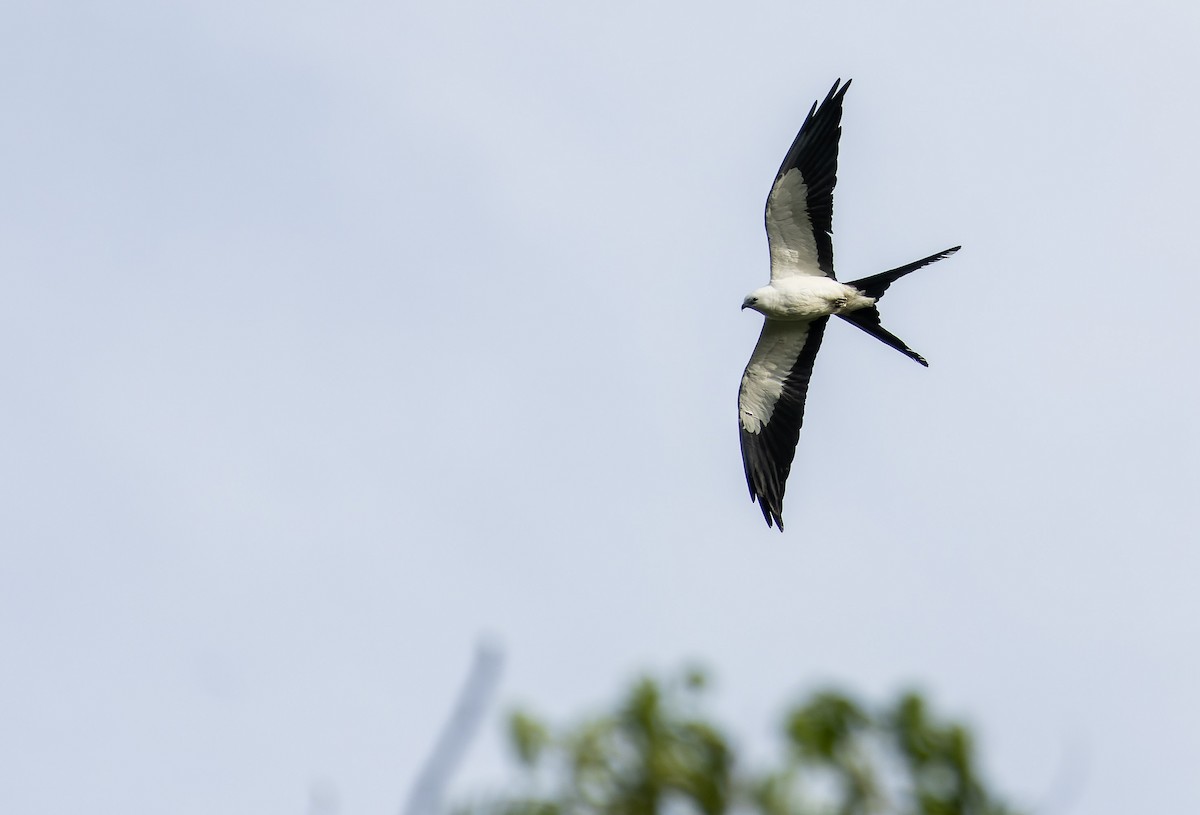 Swallow-tailed Kite - ML531167861