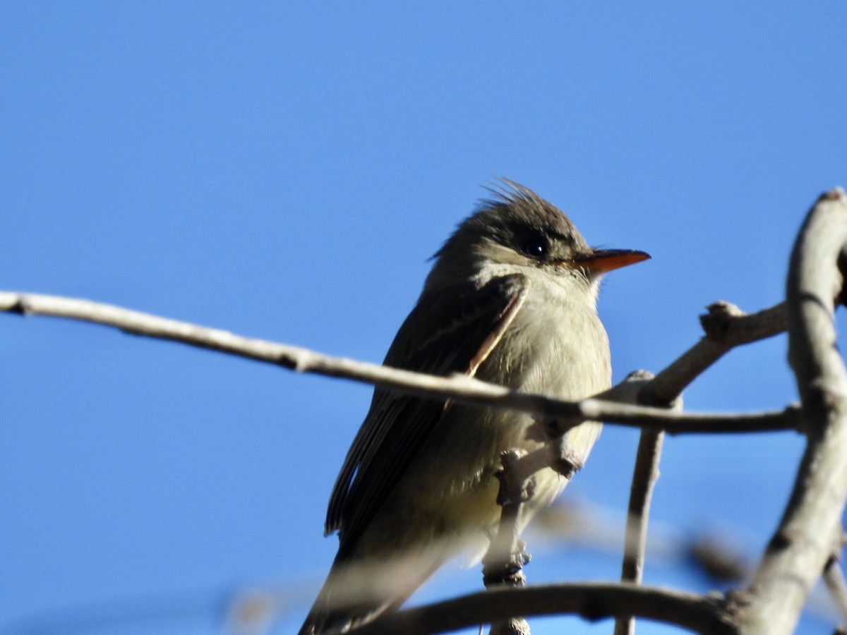 Greater Pewee - ML531168201
