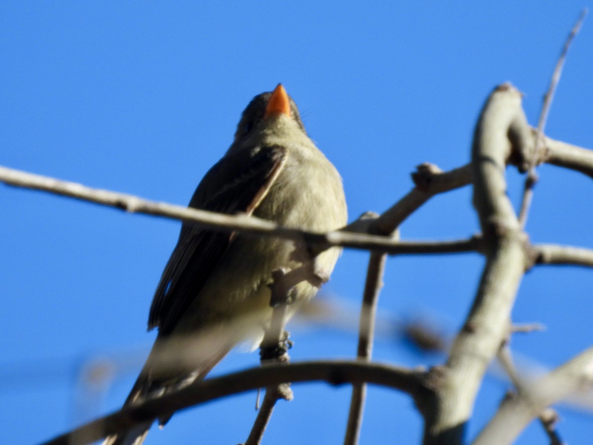Greater Pewee - ML531168211