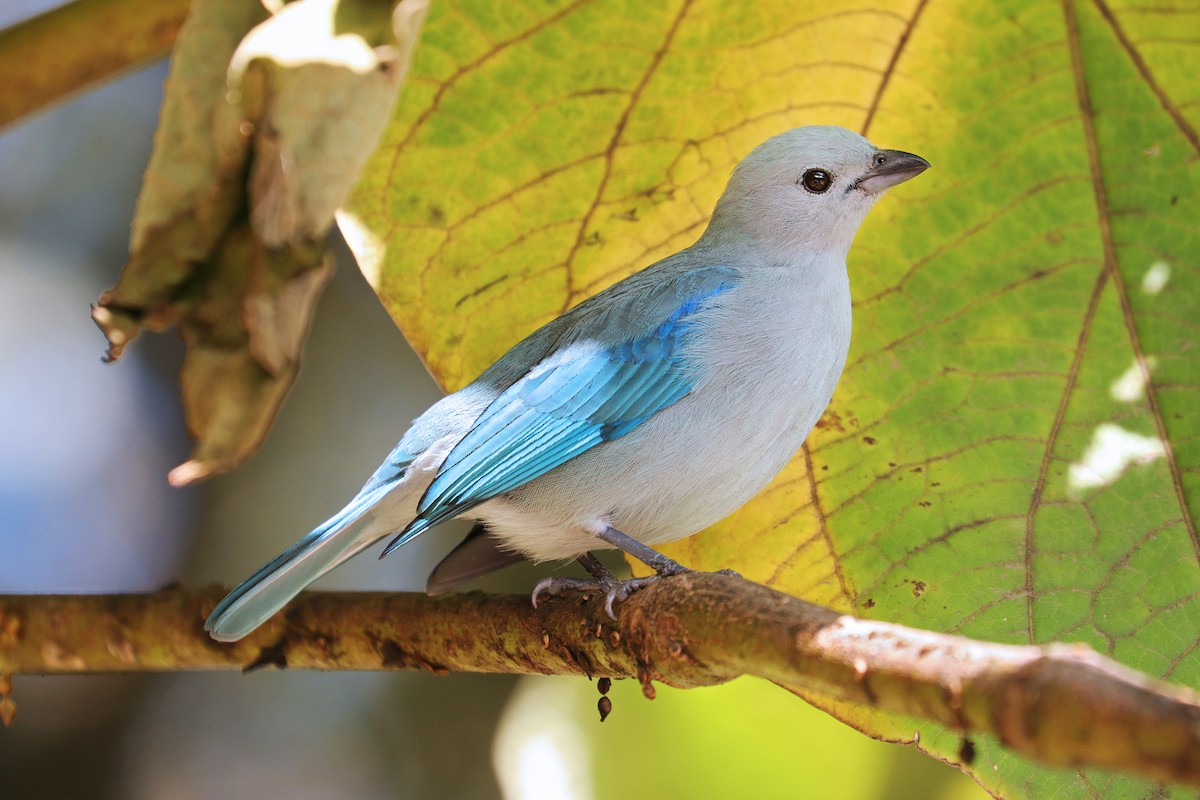 Blue-gray Tanager - ML531168231