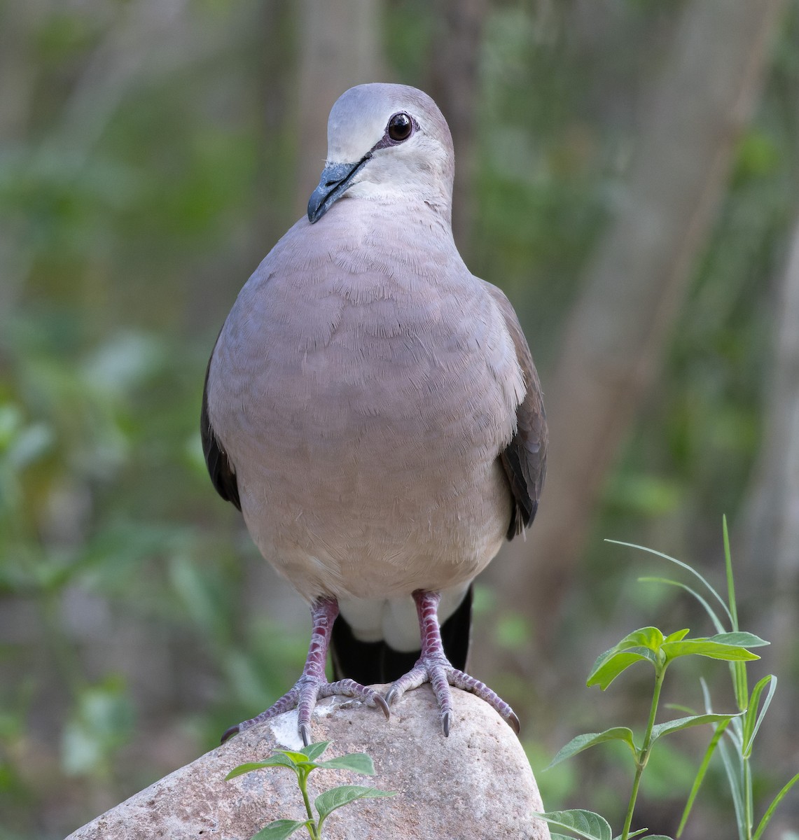 Large-tailed Dove - ML531168731
