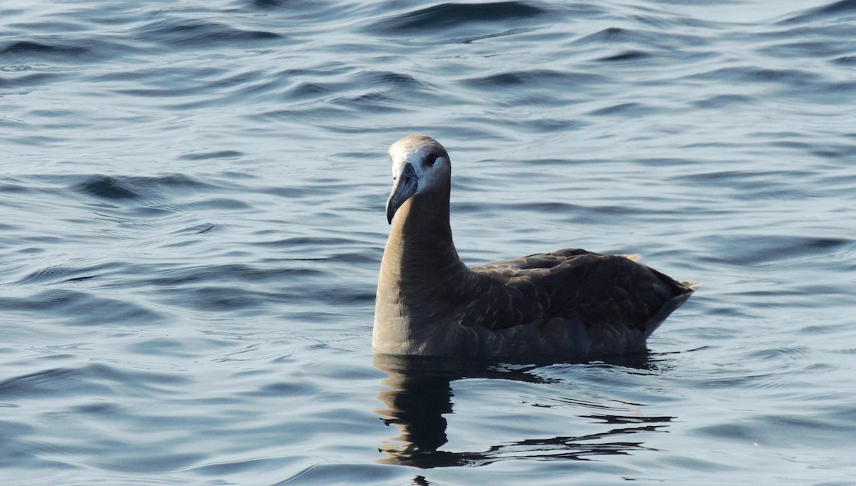 Black-footed Albatross - Nancy Henke