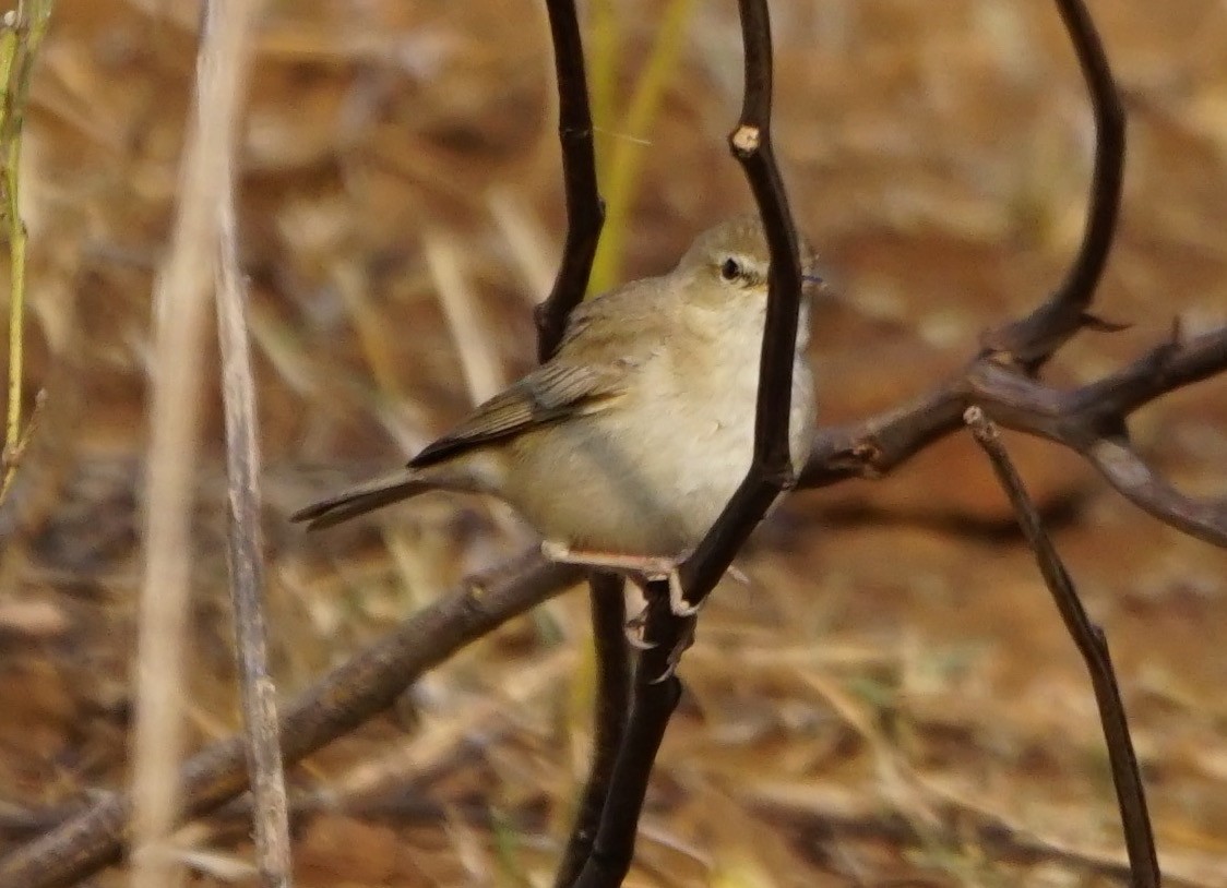 Booted/Sykes's Warbler - ML53117341