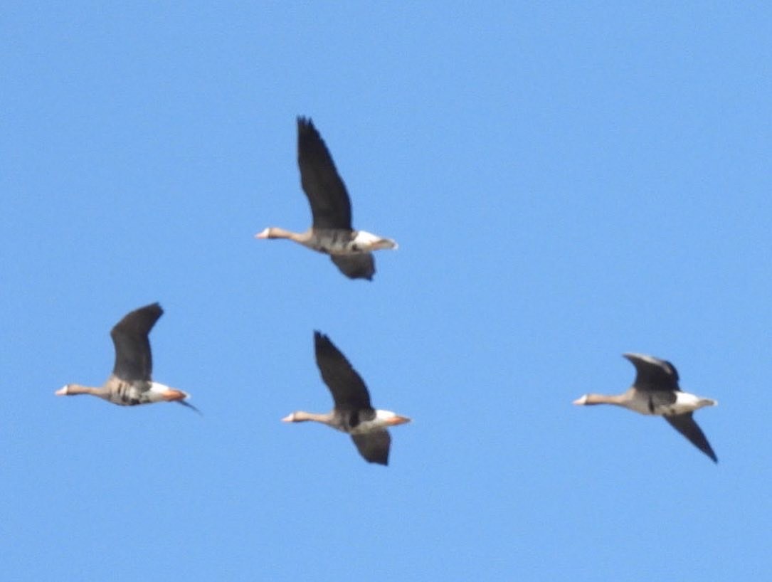 Greater White-fronted Goose - Steven Self