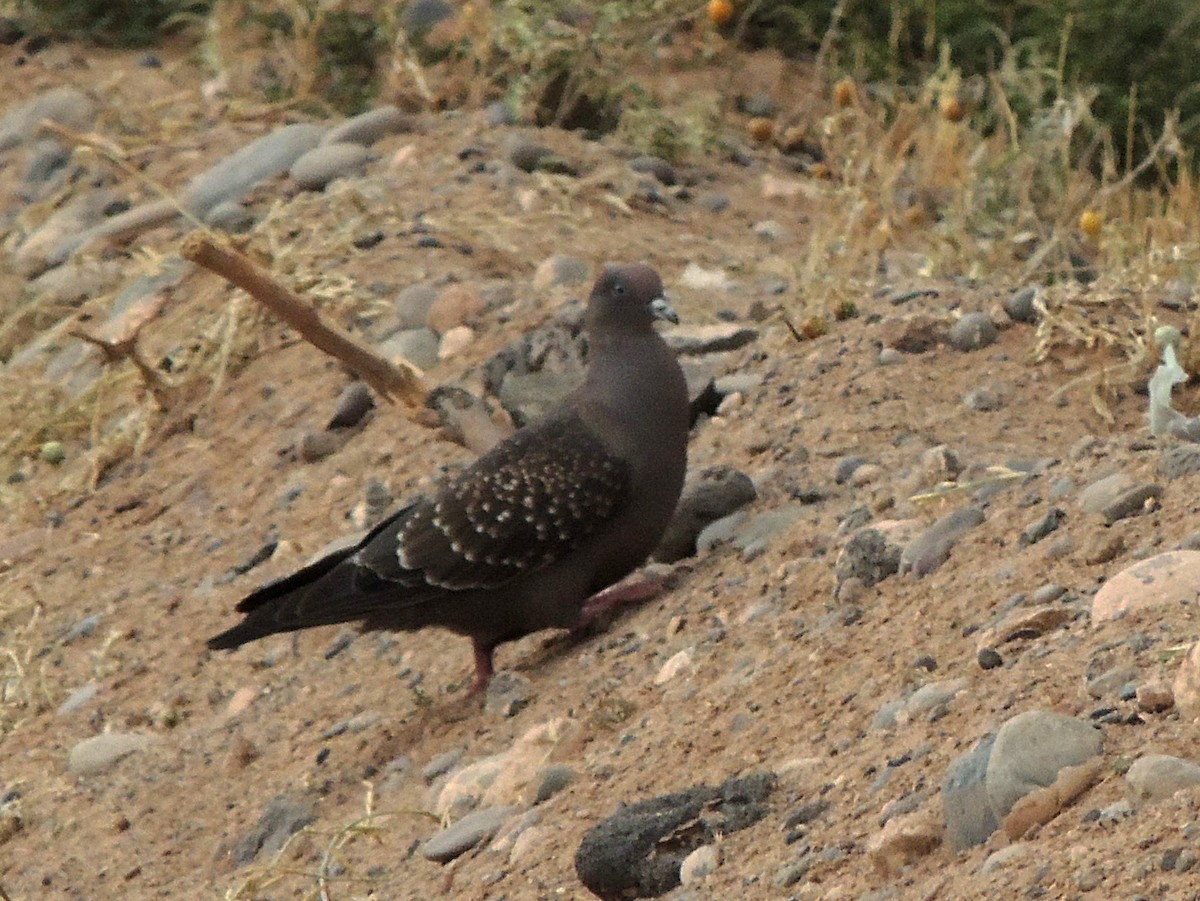 Spot-winged Pigeon - ML531184691