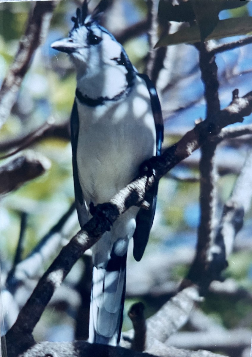 White-throated Magpie-Jay - ML531184721