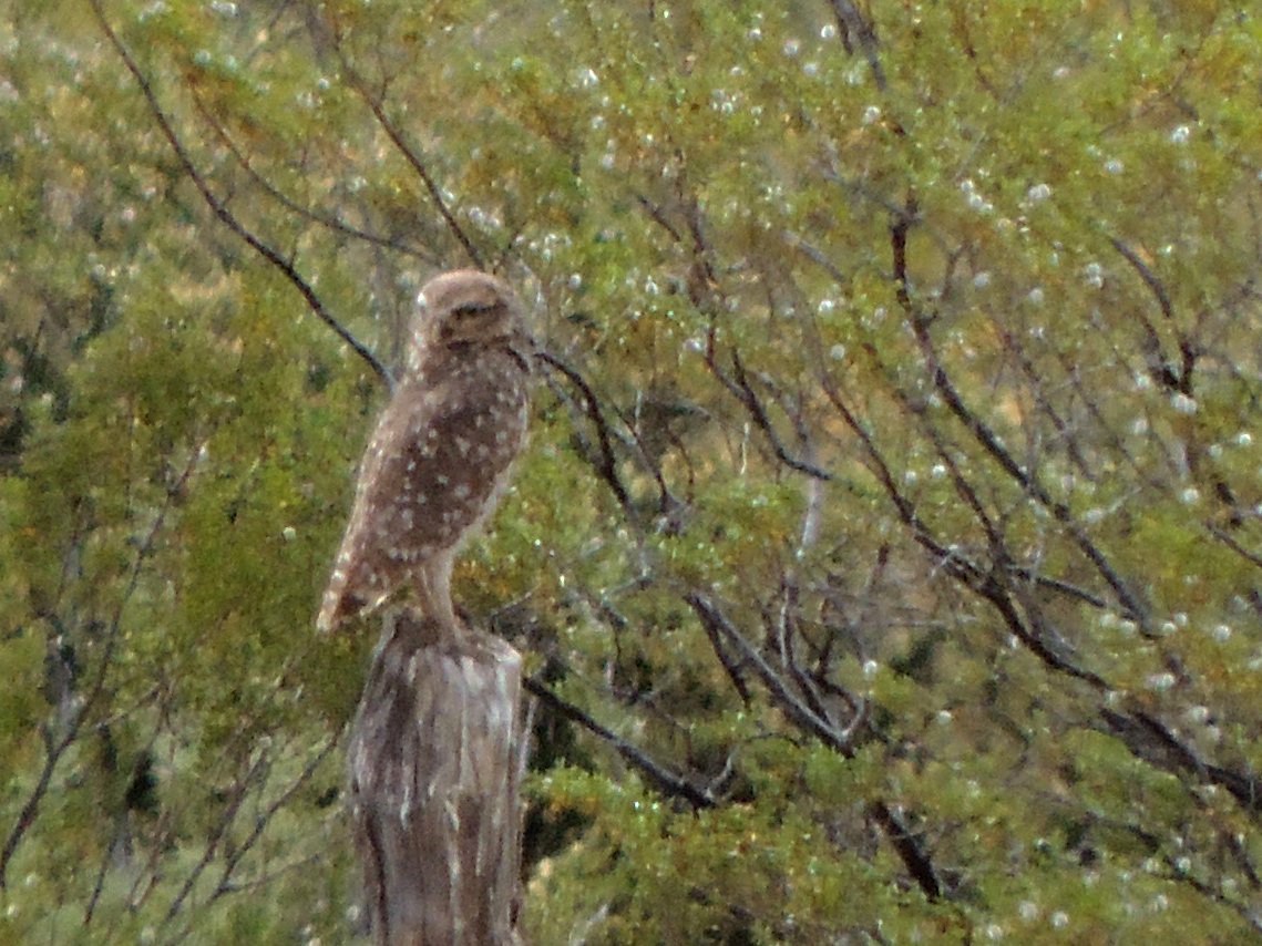 Burrowing Owl - ML531185381