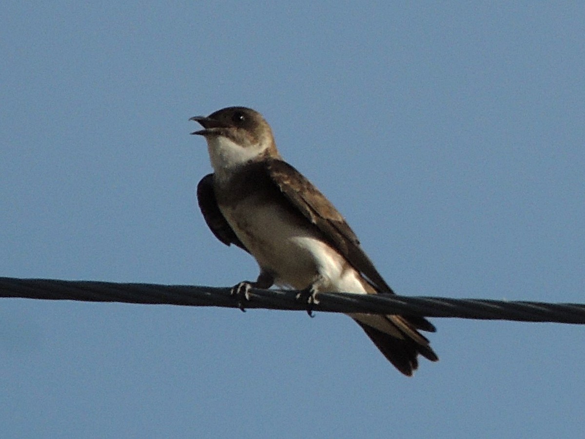 Brown-chested Martin - ML531185461