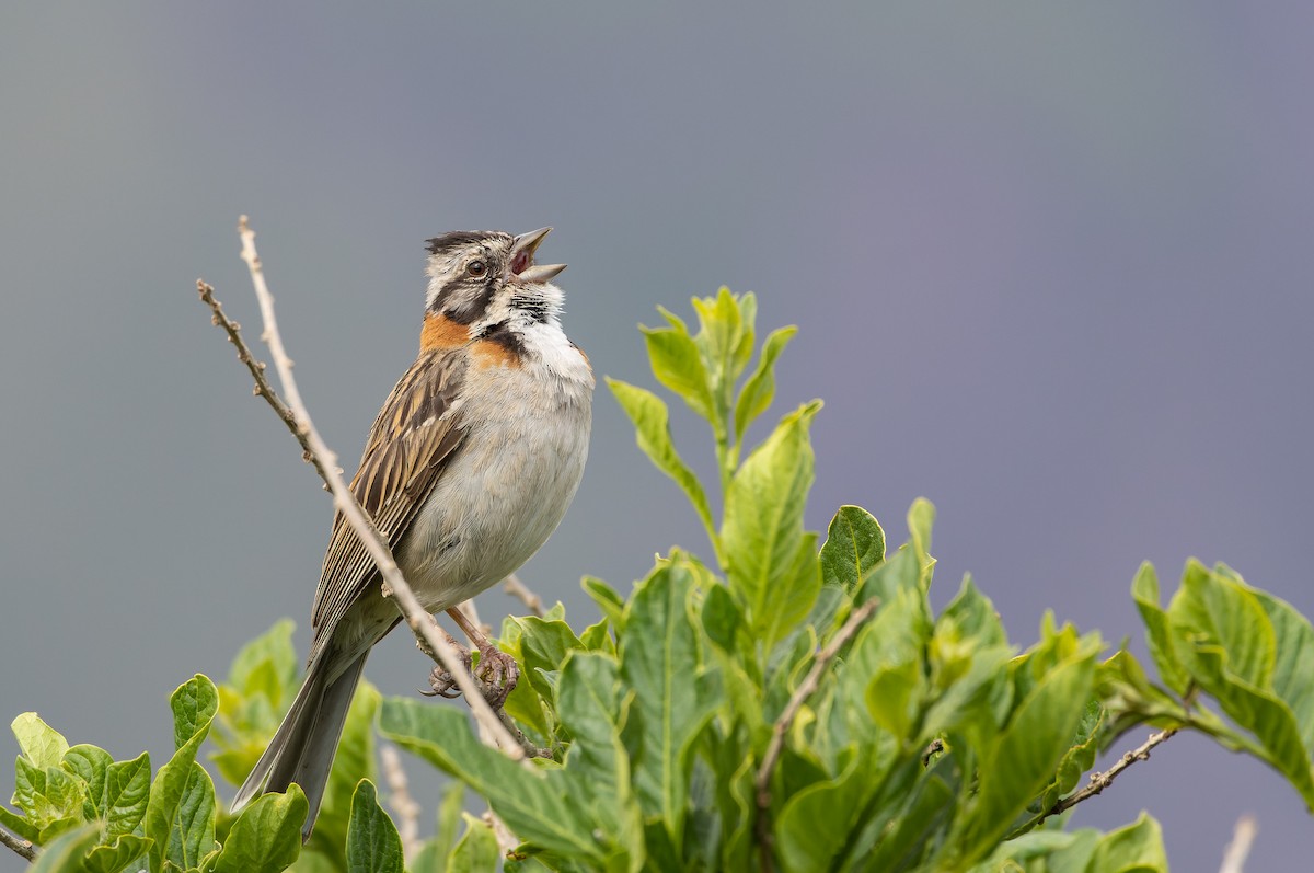 Rufous-collared Sparrow - ML531186291