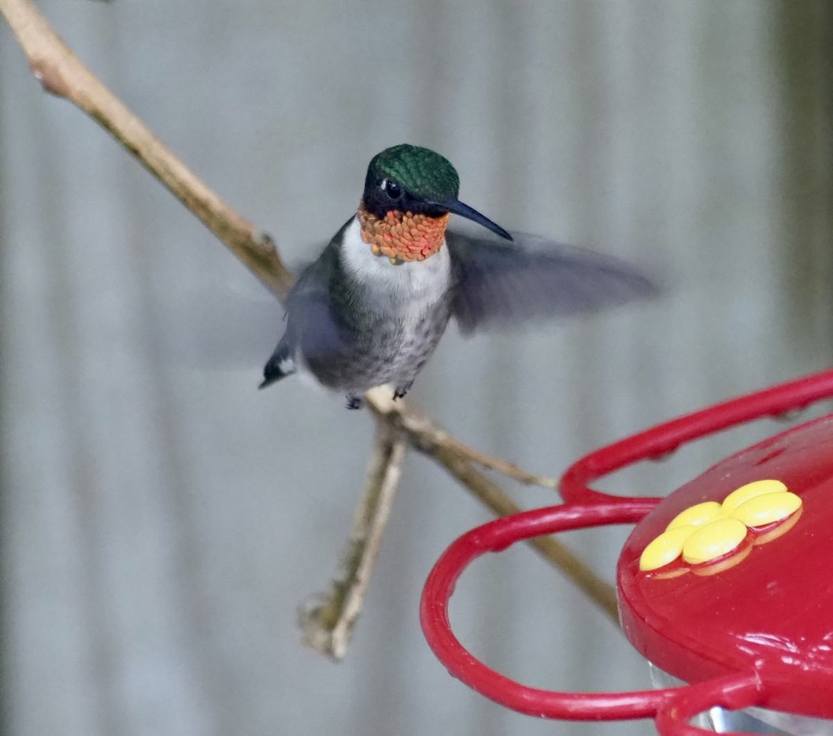 Ruby-throated Hummingbird - Yve Morrell