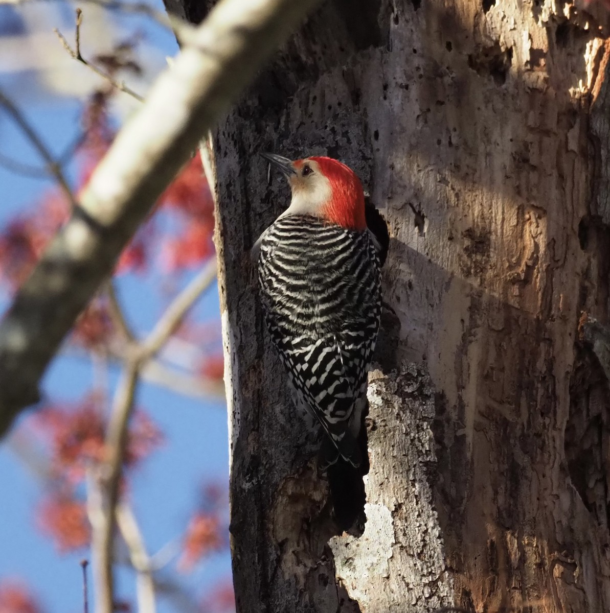 Red-bellied Woodpecker - Yve Morrell