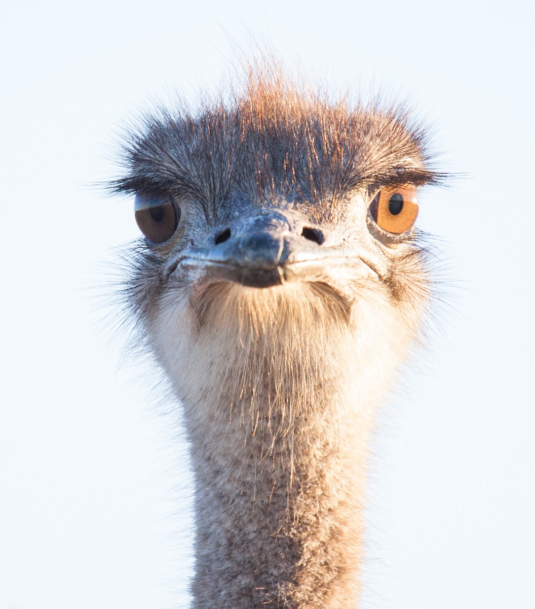 Common Ostrich - Craig Faulhaber