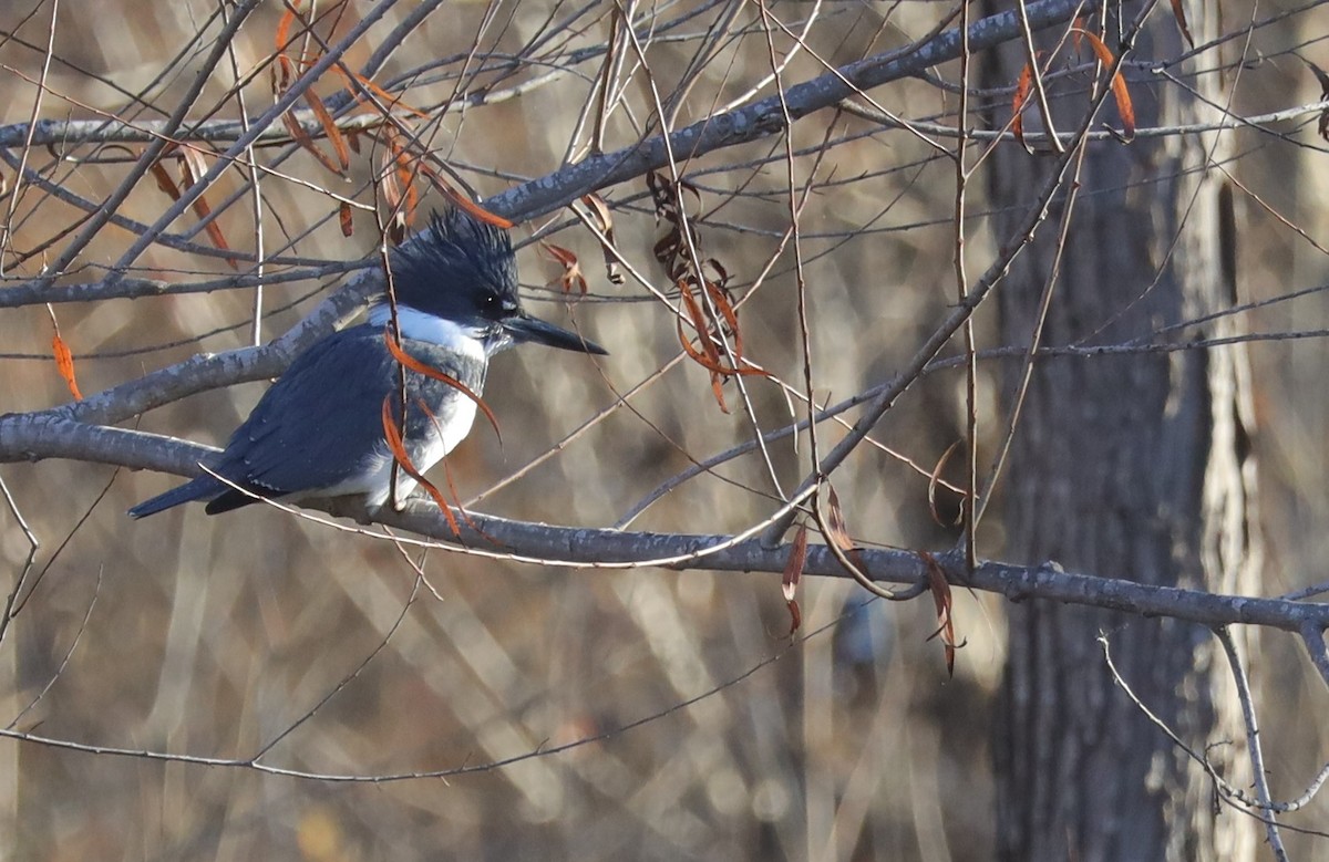 Belted Kingfisher - ML531191631