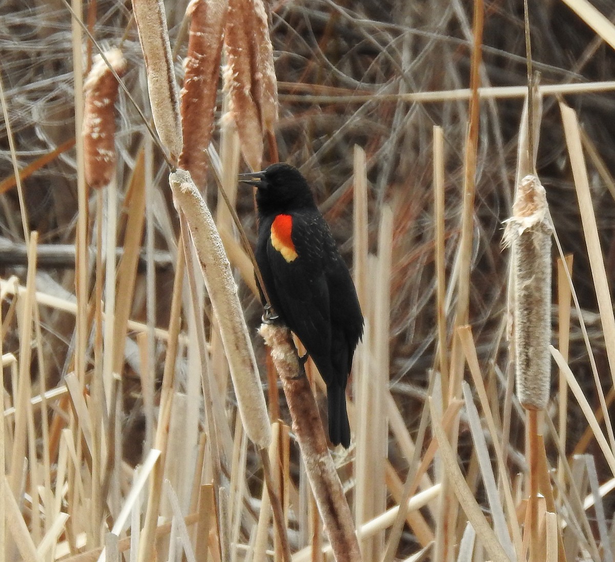 Red-winged Blackbird - Glenn Pearson