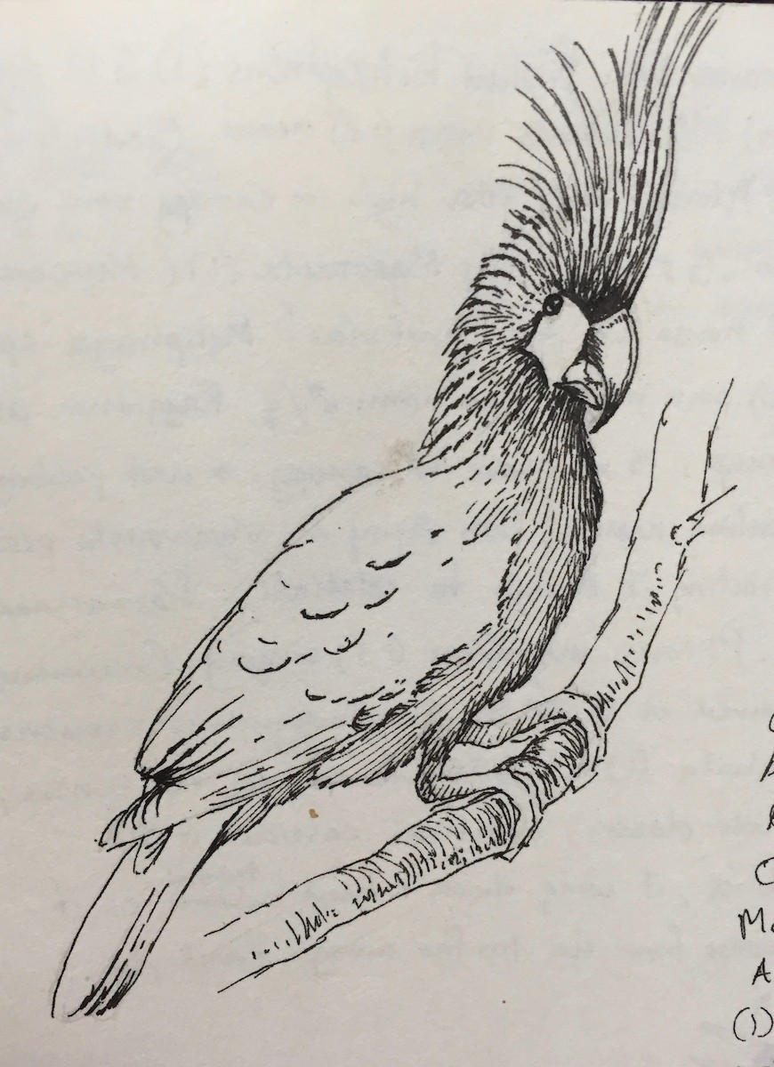 Palm Cockatoo - Peter Burke