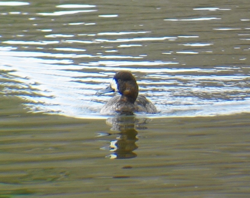Greater Scaup - ML53119971