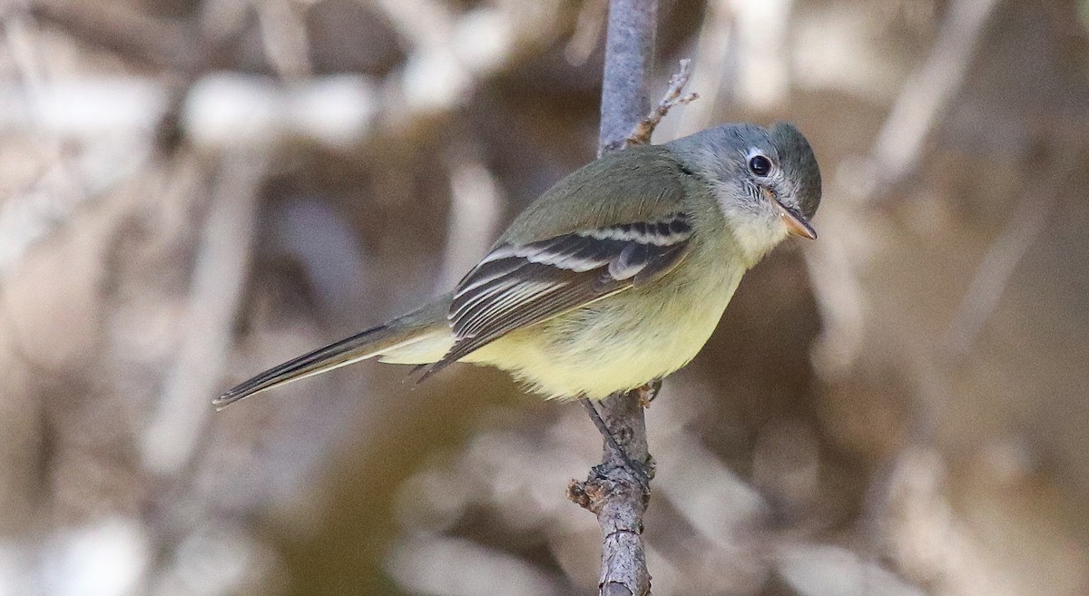 eBird Checklist 3 Feb 2023 Peppersauce Canyon 15 species