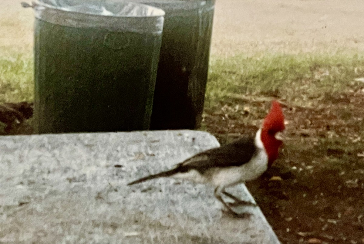 Red-crested Cardinal - ML531203191