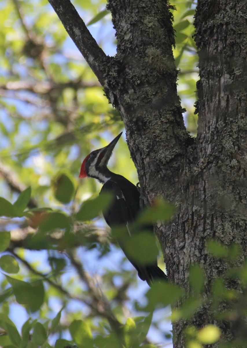 Pileated Woodpecker - ML531204071