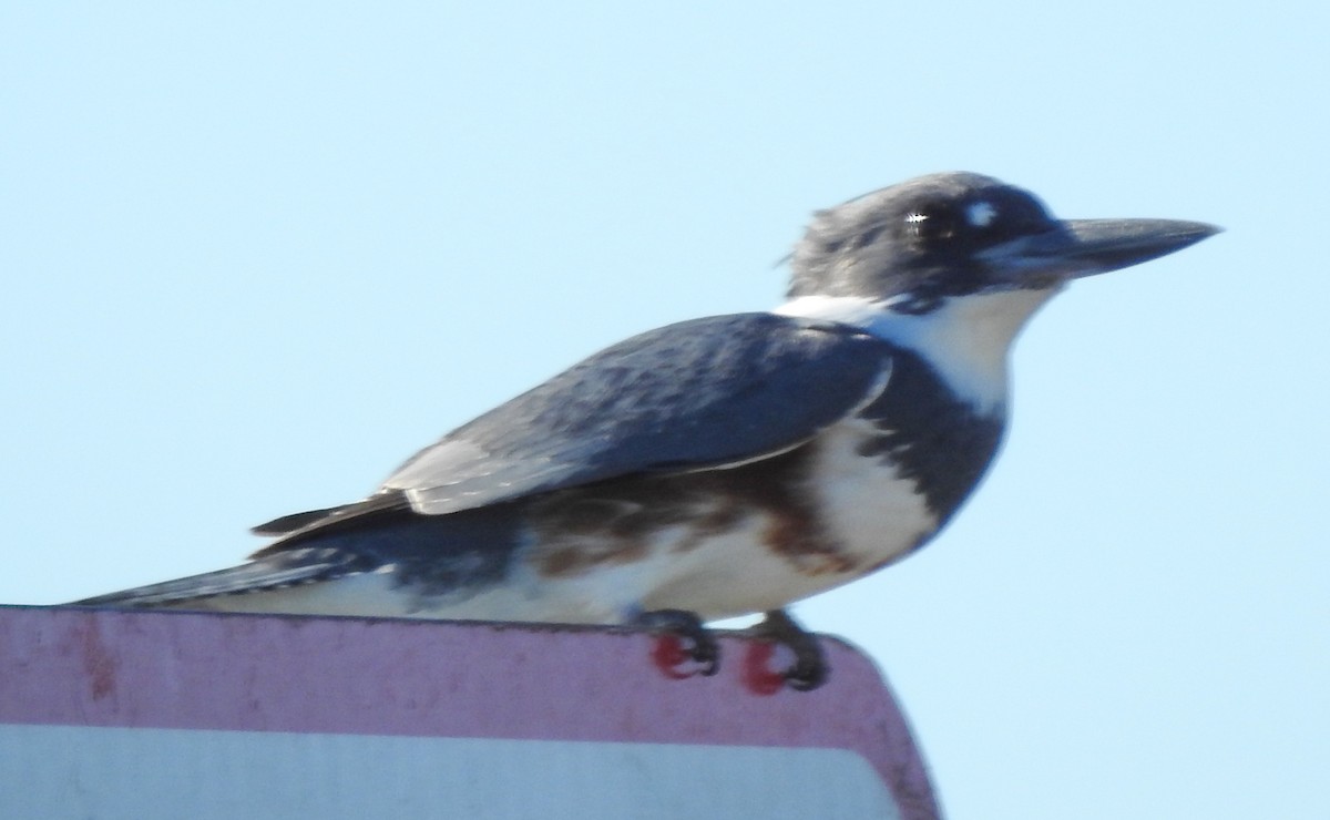 Belted Kingfisher - ML531204901