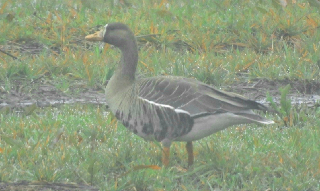 Greater White-fronted Goose - ML531204911