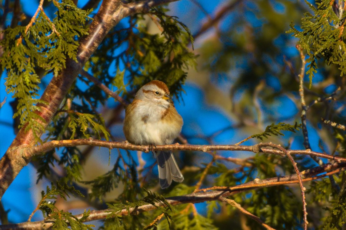 American Tree Sparrow - ML531213211