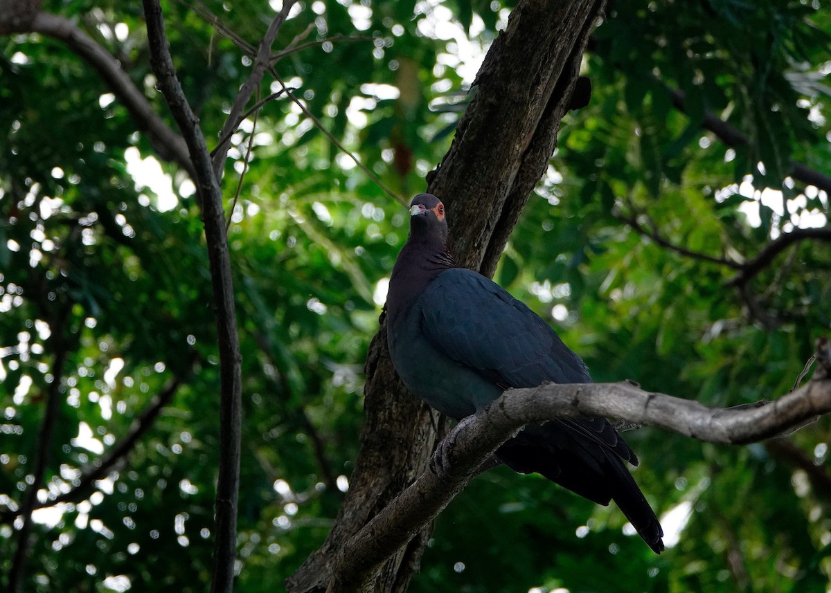Scaly-naped Pigeon - ML531213941