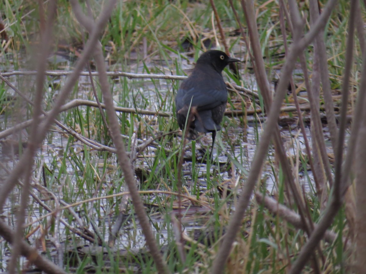 Rusty Blackbird - Richard Hall