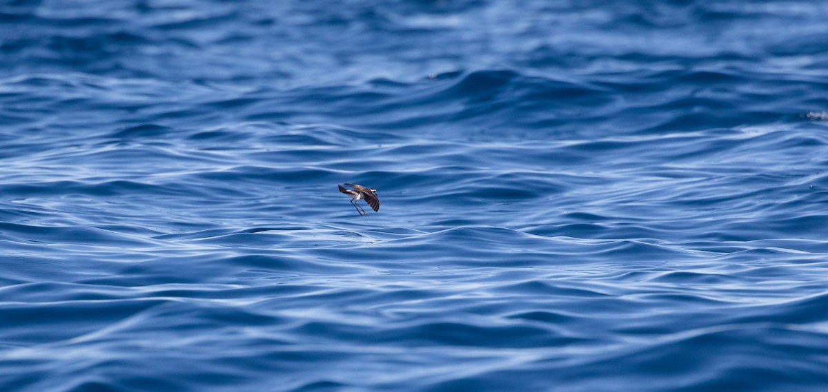 White-faced Storm-Petrel - ML531225921