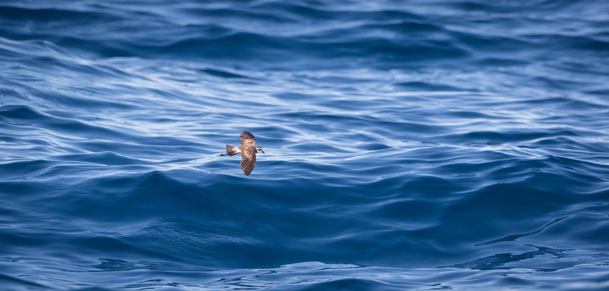 White-faced Storm-Petrel - ML531225931