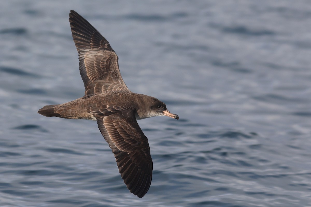 Pink-footed Shearwater - ML531231321