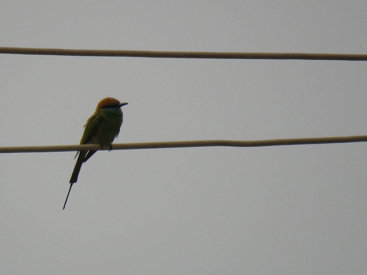 Asian Green Bee-eater - Thomas Brooks