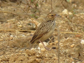  - Burmese Bushlark