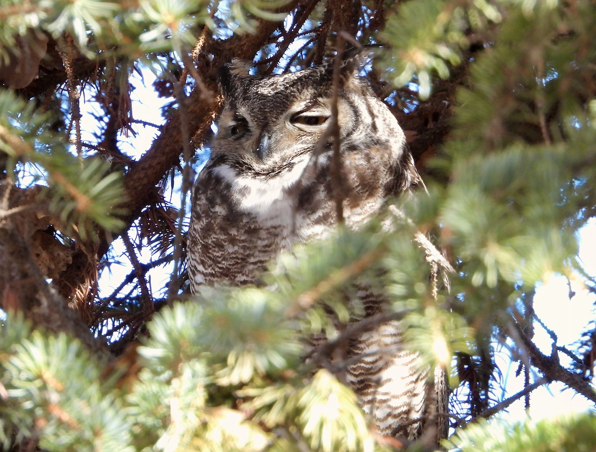 Great Horned Owl - ML531233411