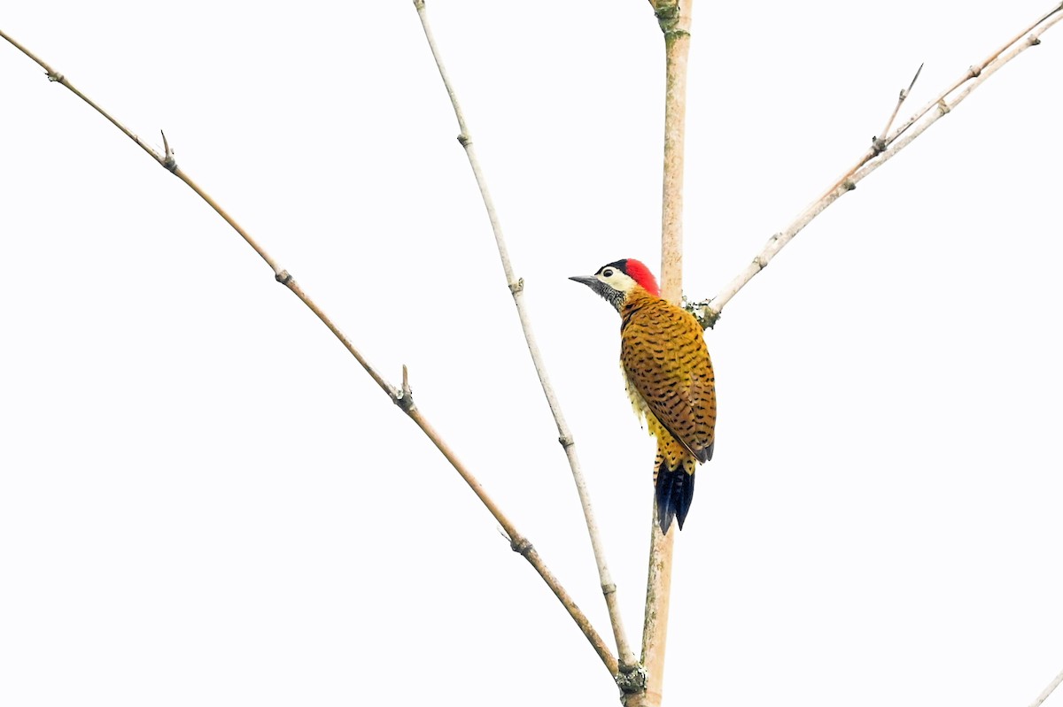 Golden-olive Woodpecker - ML531234351