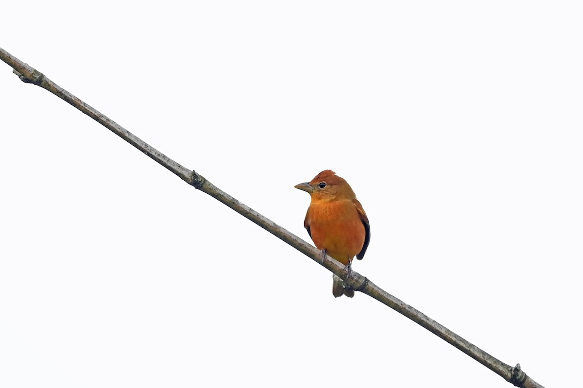 Hepatic Tanager - ML531235611