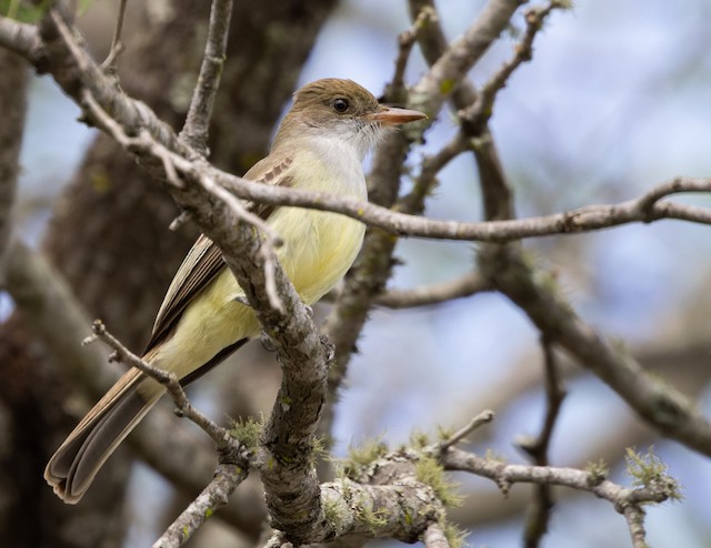 Brown-crested Flycatcher - eBird