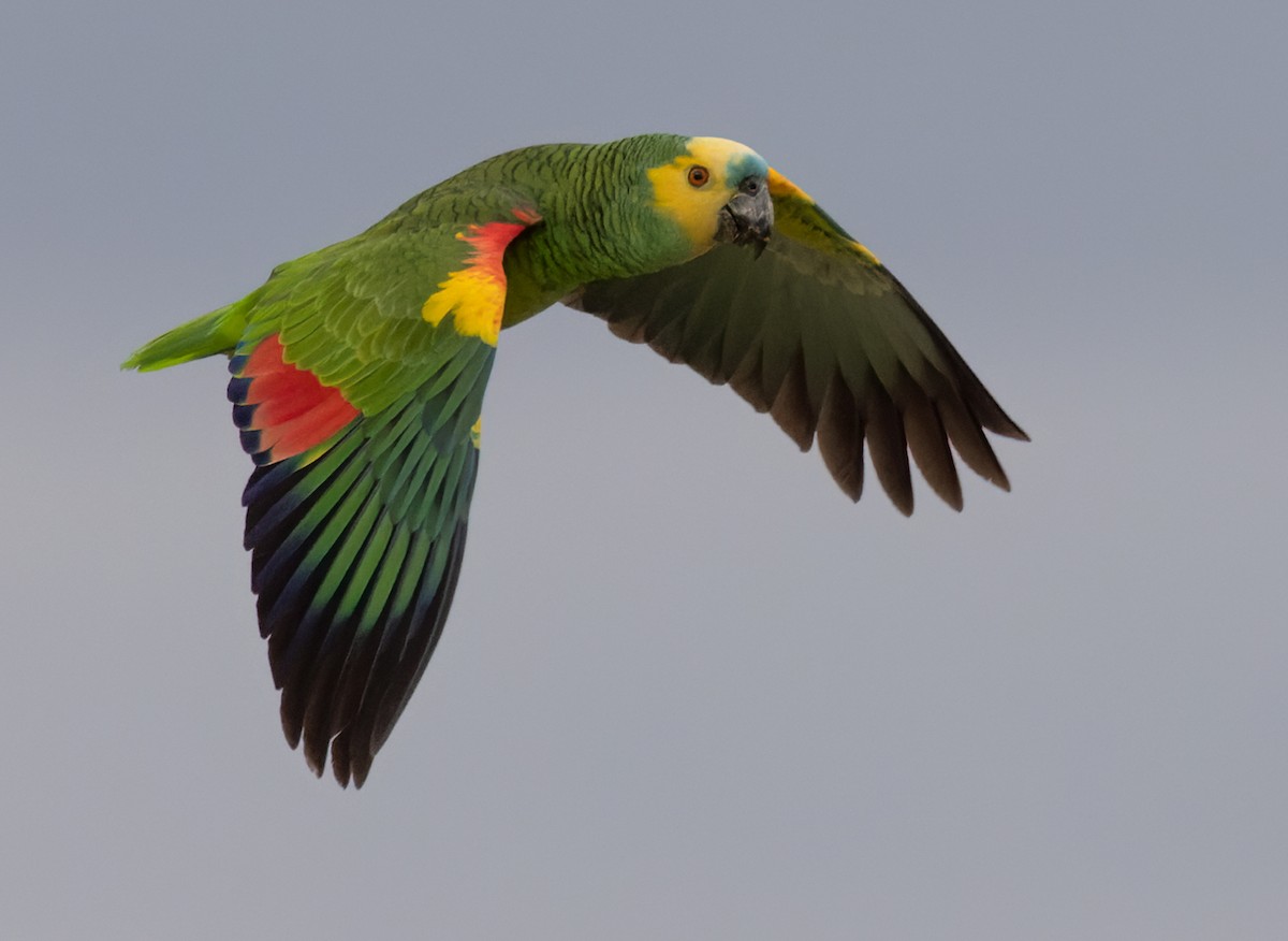 Turquoise-fronted Parrot - ML531236481
