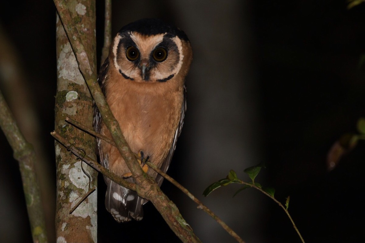 Buff-fronted Owl - ML531239841