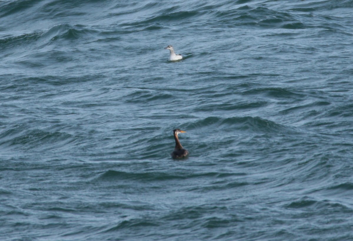 Red-necked Grebe - ML531246931