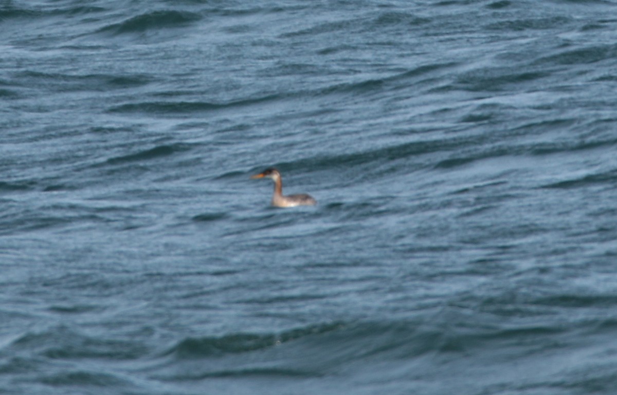 Red-necked Grebe - ML531246941