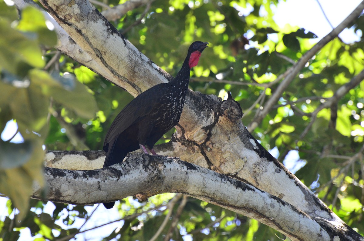 Crested Guan - ML53124711