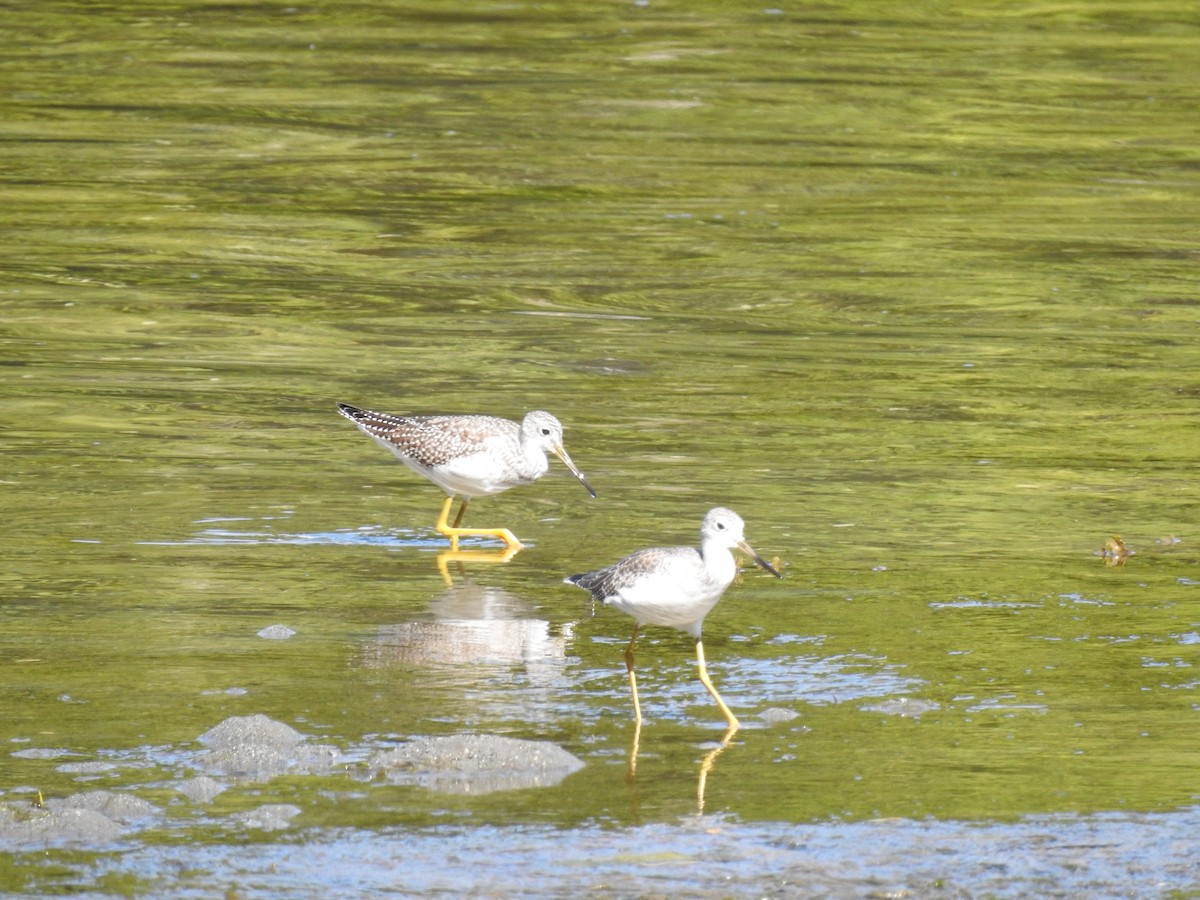 Ebird Checklist Sep Ucluelet Spring Cove Mudlfat Species