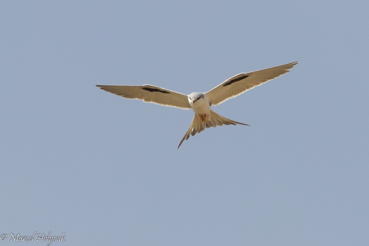 Scissor-tailed Kite - ML531259711
