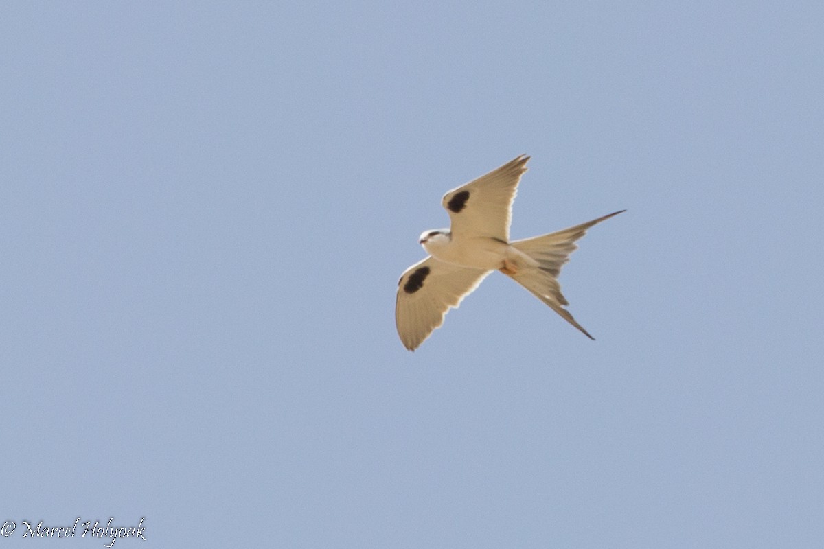 Scissor-tailed Kite - ML531259721