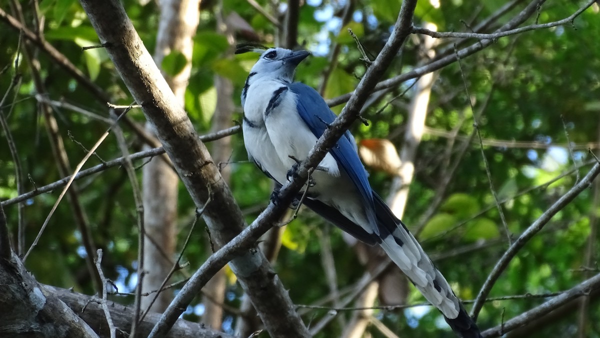 White-throated Magpie-Jay - ML531259961