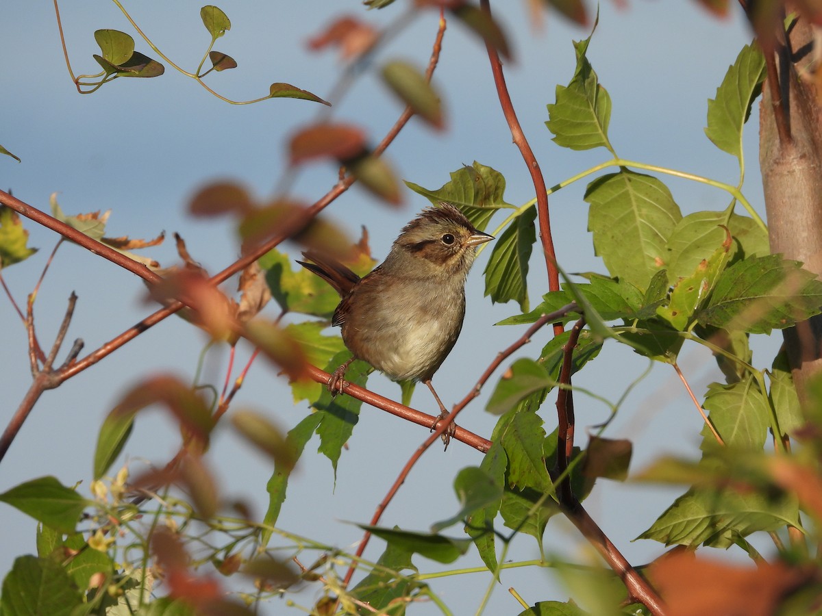 Swamp Sparrow - ML531260311