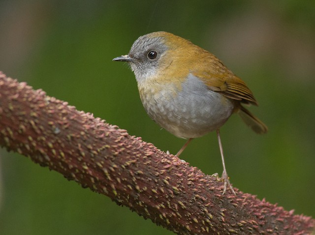 Black-billed nightingale-thrush - Wikiwand