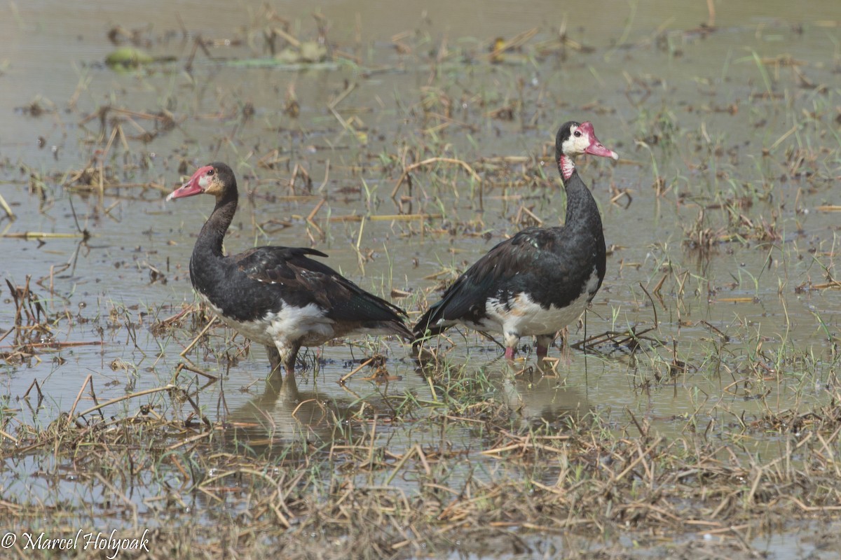Spur-winged Goose - ML531260481