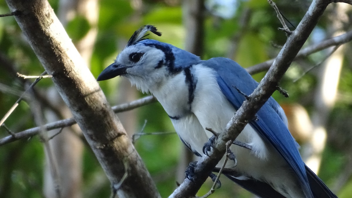 White-throated Magpie-Jay - ML531260861